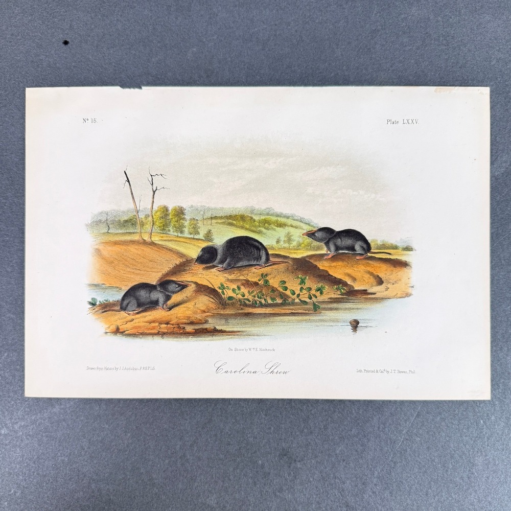 1845 Audubon Carolina Shrew Plate LXXV Original J.T. Bowen Hand Colored Litho